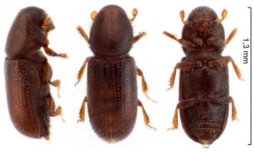 Crypturgus pusillus